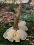 Crinipellis zonata image