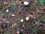 Amanita persicina image