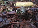 Amanita persicina image