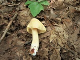 Entoloma luridum image