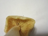 Entoloma luridum image