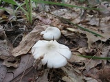 Entoloma rhodopolium image