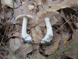 Entoloma rhodopolium image