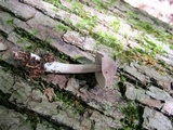 Entoloma violaceum image