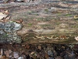 Neoantrodia serialiformis image