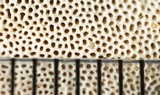 Neoantrodia serialiformis image