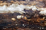 Neoantrodia serialiformis image