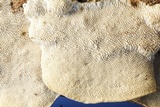 Neoantrodia serialiformis image
