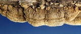 Neoantrodia serialiformis image
