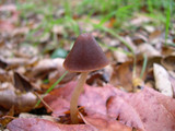 Parasola conopilea image