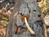 Parasola conopilea image
