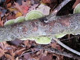 Cerrena unicolor image