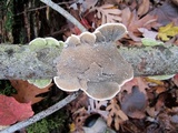 Cerrena unicolor image