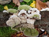 Cerrena unicolor image