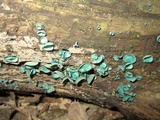 Chlorociboria aeruginascens image