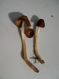 Parasola conopilea image