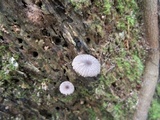 Pluteus longistriatus image