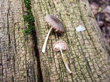 Pluteus longistriatus image
