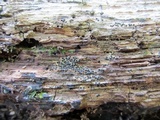 Rosellinia subiculata image