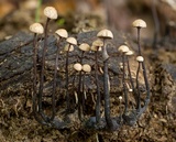 Poronia pileiformis image