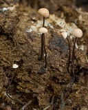 Poronia pileiformis image