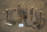 Poronia pileiformis image