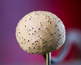 Poronia pileiformis image