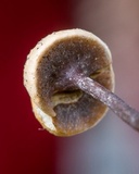 Poronia pileiformis image