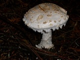 Amanita smithiana image