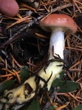 Gomphidius subroseus image
