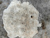 Aspicilia calcarea image