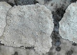 Aspicilia calcarea image