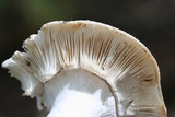 Russula parvovirescens image