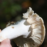 Russula parvovirescens image