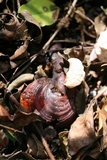 Ganoderma curtisii image