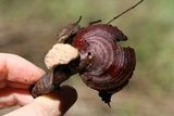Ganoderma curtisii image