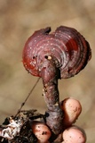 Ganoderma curtisii image