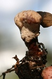 Ganoderma curtisii image