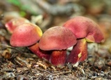 Baorangia bicolor image