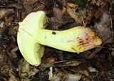 Baorangia bicolor image