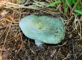 Russula variata image