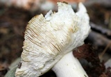 Russula variata image