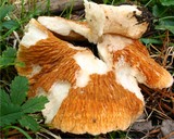Hypomyces spadiceus image