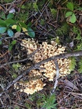Ramaria rasilispora image