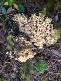 Ramaria rasilispora image