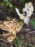 Ramaria rasilispora image