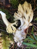 Ramaria rasilispora image