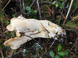 Cantharellus subalbidus image