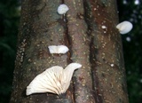 Cheimonophyllum candidissimum image