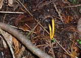 Clavulinopsis laeticolor image